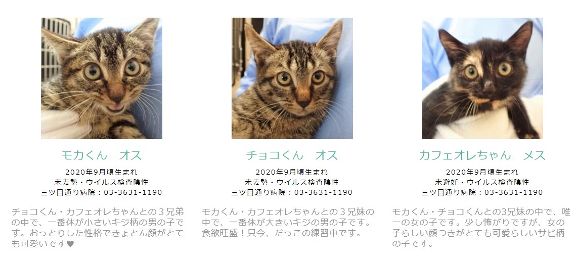 猫の里親になって下さる方を募集しています 新着情報 苅谷動物病院グループ 東京 市川市に5つの病院を展開 年中無休